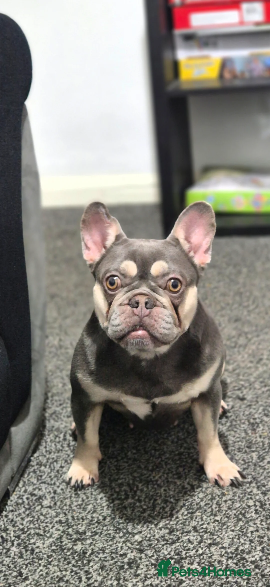 French Bulldog dogs for sale: French bulldog female  - Advert 2