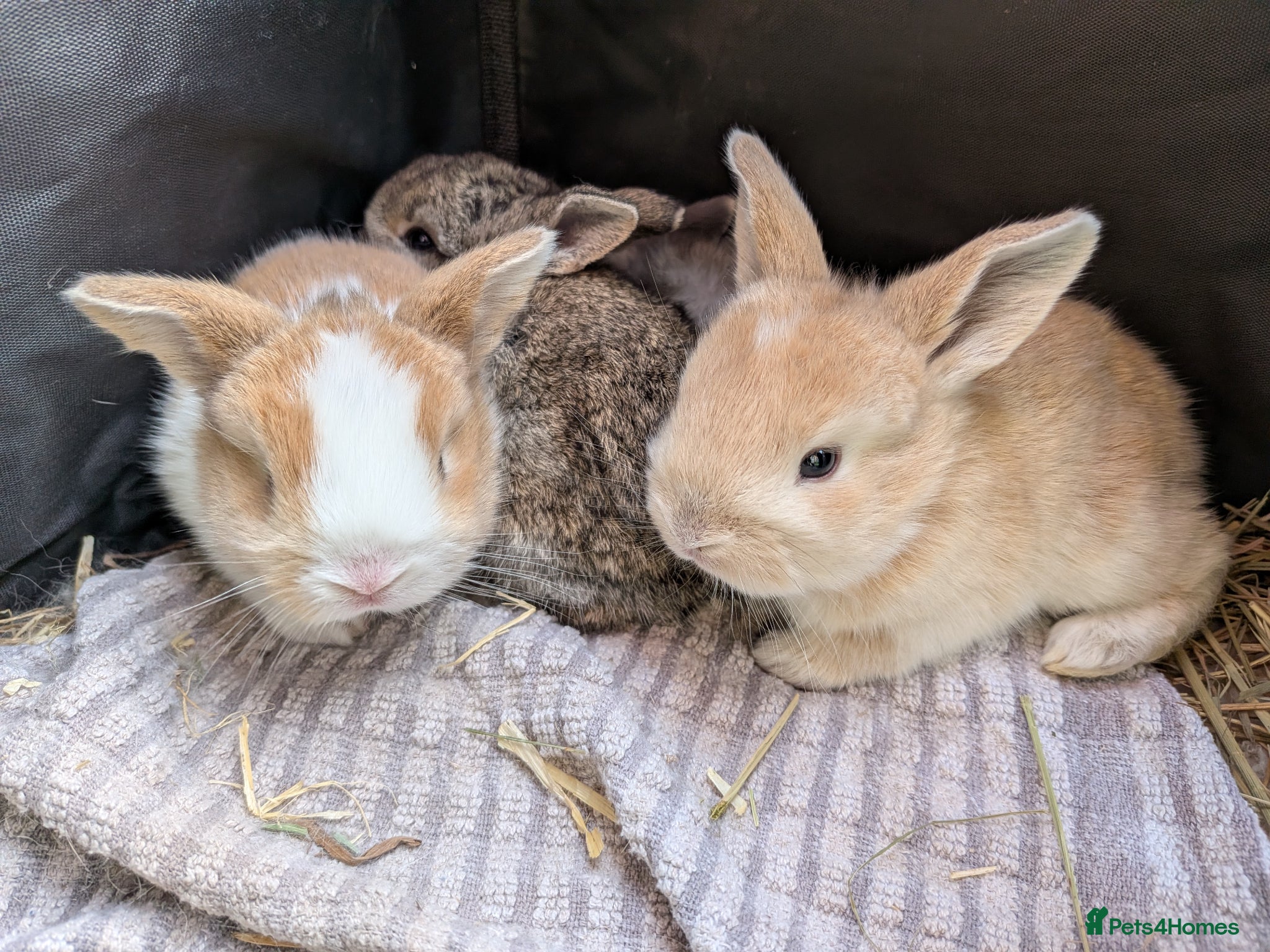 Mini Lop rabbits Beautiful Friendly Mini Lops - Advert 14