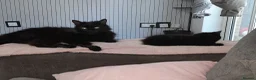 Mixed Breed cats for sale: Beautiful kittens for sale - Advert 5