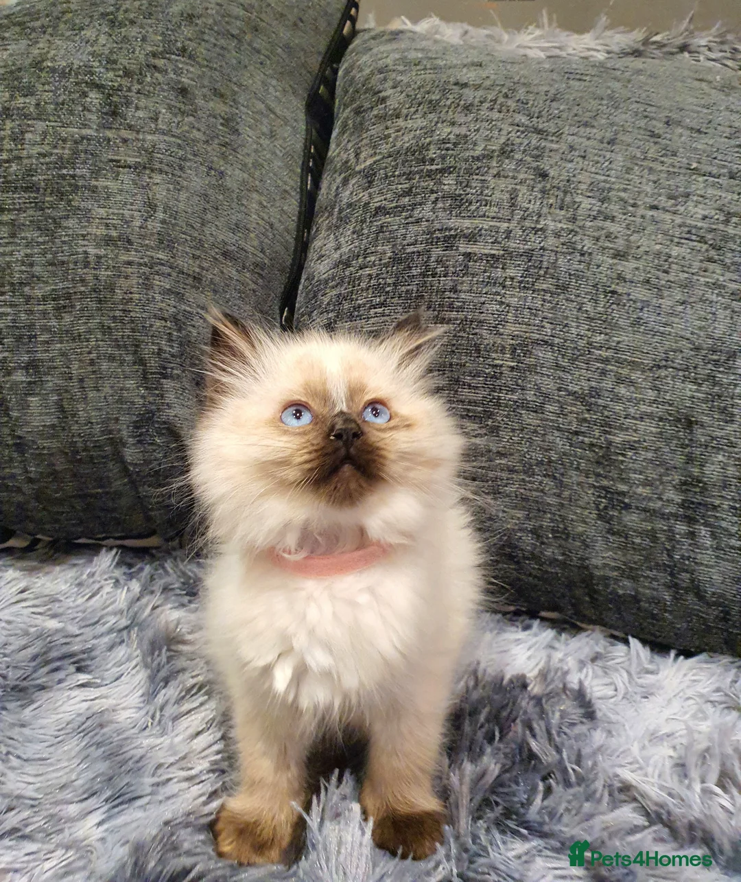 Ragdoll cats for sale: 💖Beautiful GCCF Registered Ragdoll Kittens💖 - Advert 12