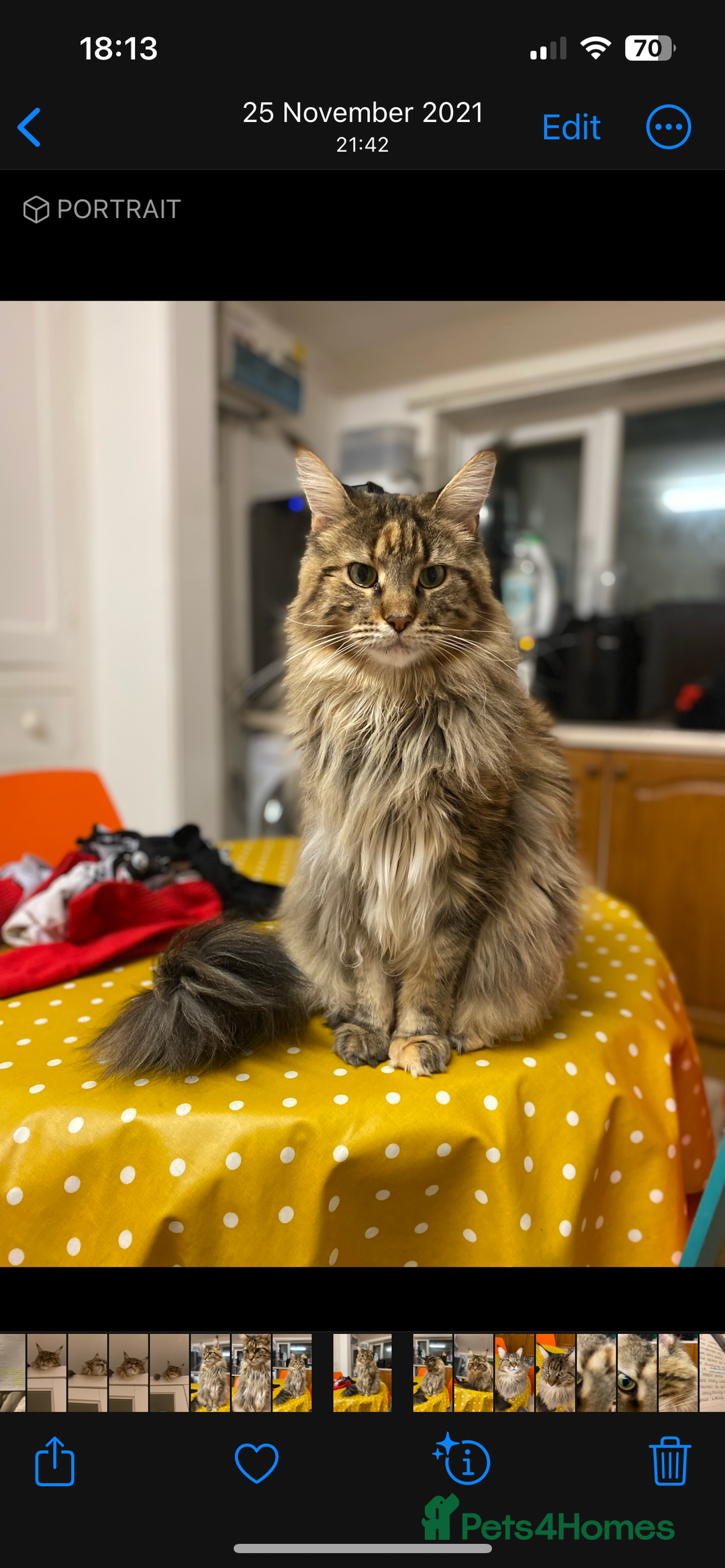 Maine Coon cats for sale: 5 year maincoon for rehoming  - Image 3