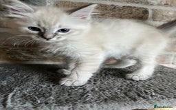 Ragdoll cats for sale: One female Ragdoll left  in Cambridge - Image 21