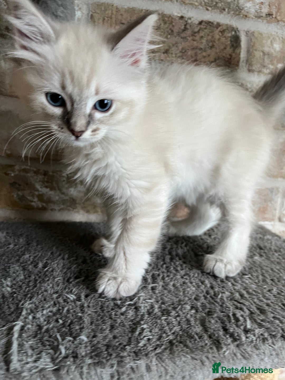 Ragdoll cats for sale: One female Ragdoll left  in Cambridge - Image 21