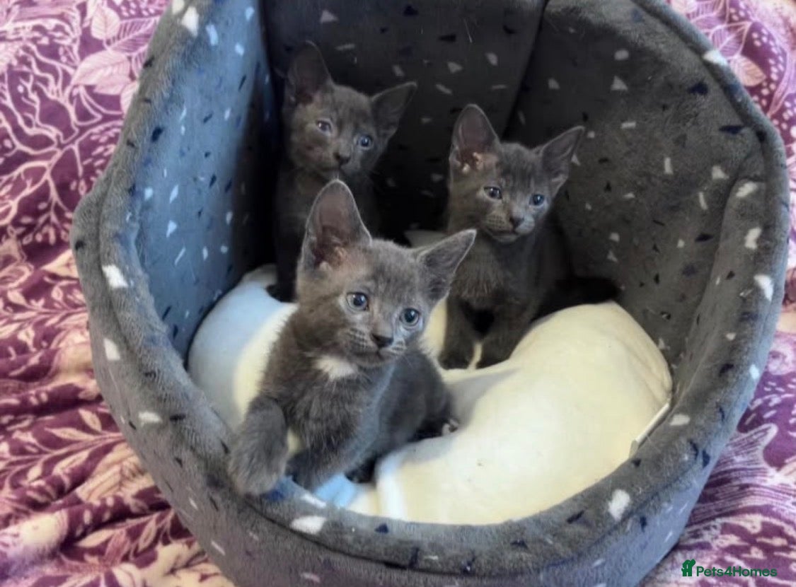 Russian Blue cats 3 Blue Kittens!  - Advert 7