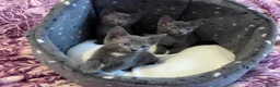Russian Blue cats for sale: 3 Blue Kittens!  - Advert 1