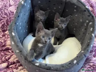 Russian Blue cats 3 Blue Kittens! - Advert 7