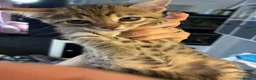 Bengal cats for sale: Beautiful bengal mix British short hair  Mainecoon - Advert 2