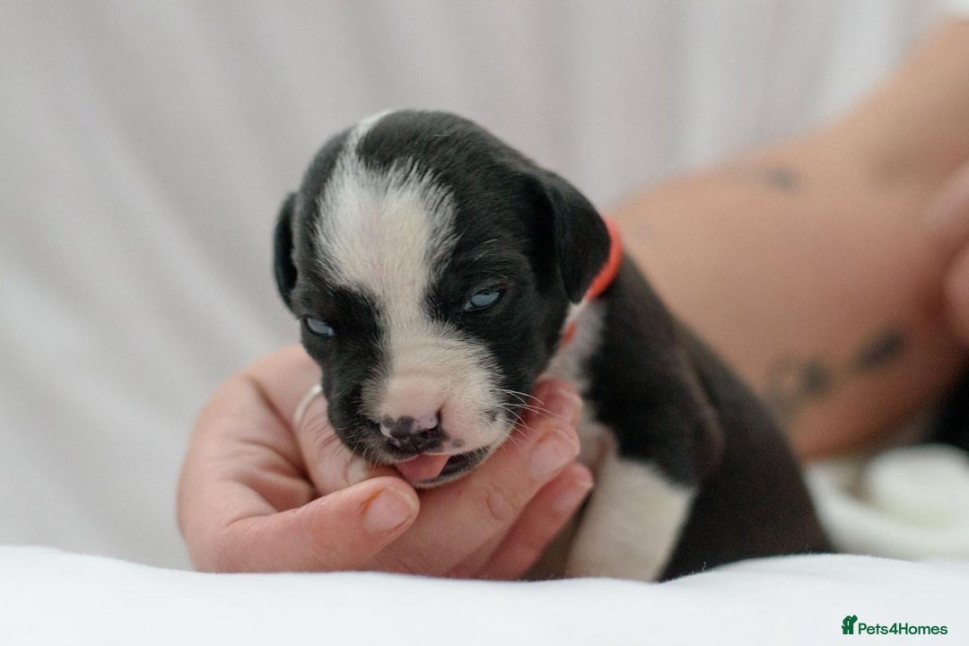 Mixed Breed dogs for sale: Bullador puppies - Image 8