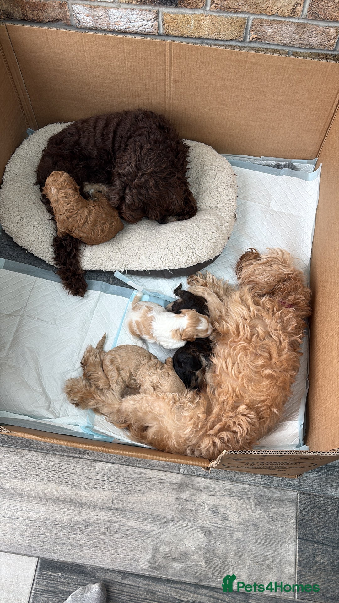 Cockapoo dogs for sale: Cockerpoo puppies for sale  - Advert 1