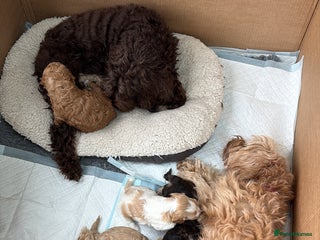 Cockapoo dogs Cockerpoo puppies for sale - Advert 1