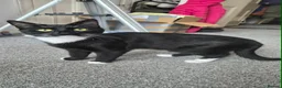 Domestic Shorthair cats for sale: Lovely female tuxedo cat for sale (1year old) - Advert 2