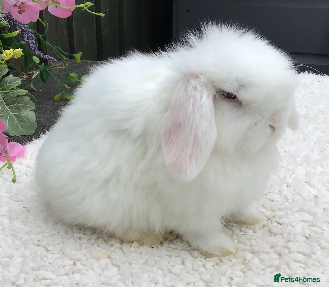 Mini Lop rabbits for sale: Mini lop buck - Advert 2