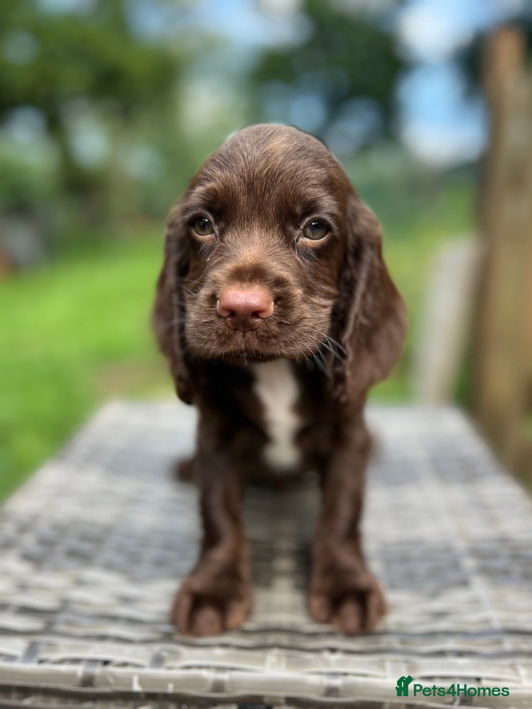 Cocker Spaniel dogs for sale: Beautiful Working Cocker Spaniel Boys - Image 7