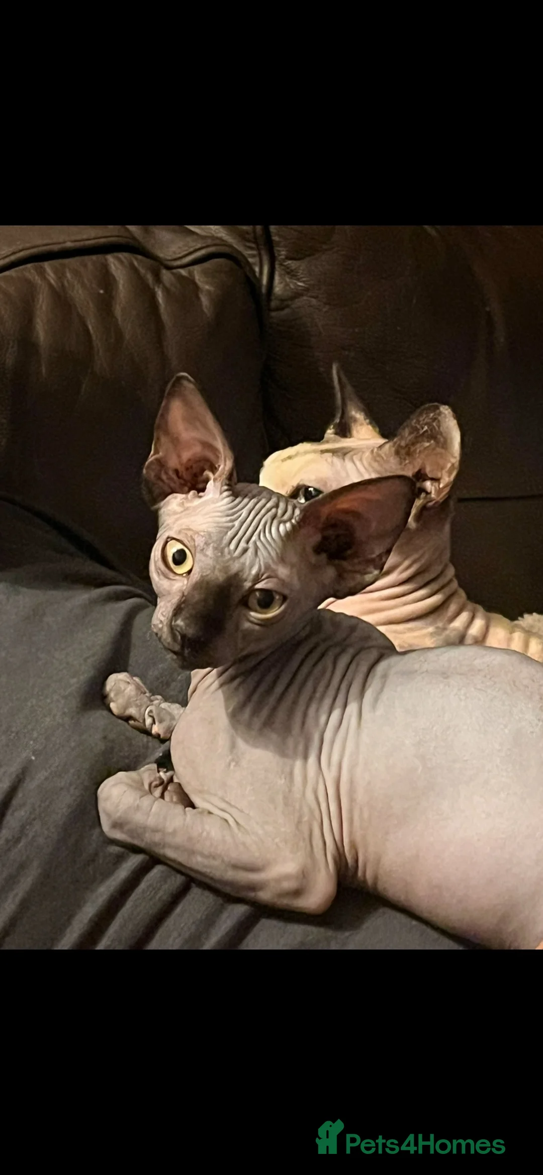 Sphynx cats for sale: Canadian Sphynx kitten boy - Advert 1