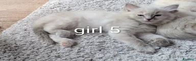 Ragdoll 5
