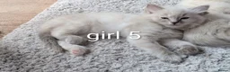 Ragdoll cats for sale: 6 beautiful pedigree kittens - Advert 5