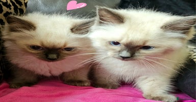 Ragdoll cats - Advert 9