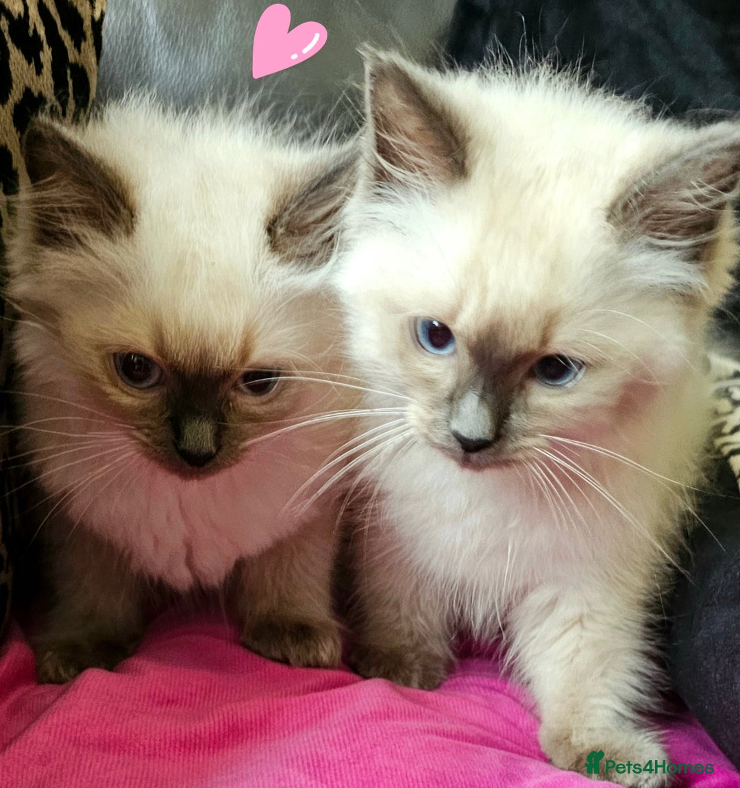 Ragdoll cats for sale: Blue Point Ragdoll Kittens for sale   - Image 3