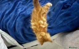 Maine Coon cats for sale: Unique 1/2 Maine Coone Kittens x 4  - Image 3