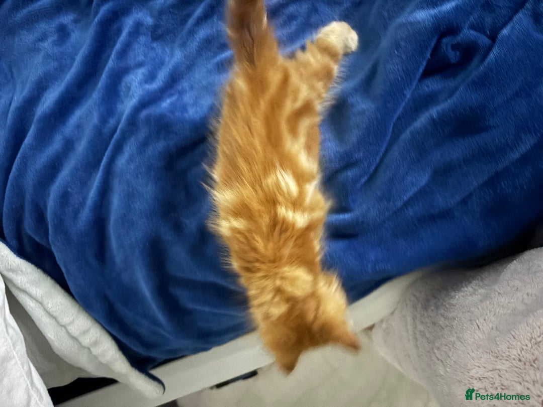 Maine Coon cats for sale: Unique 1/2 Maine Coone Kittens x 4  - Image 3