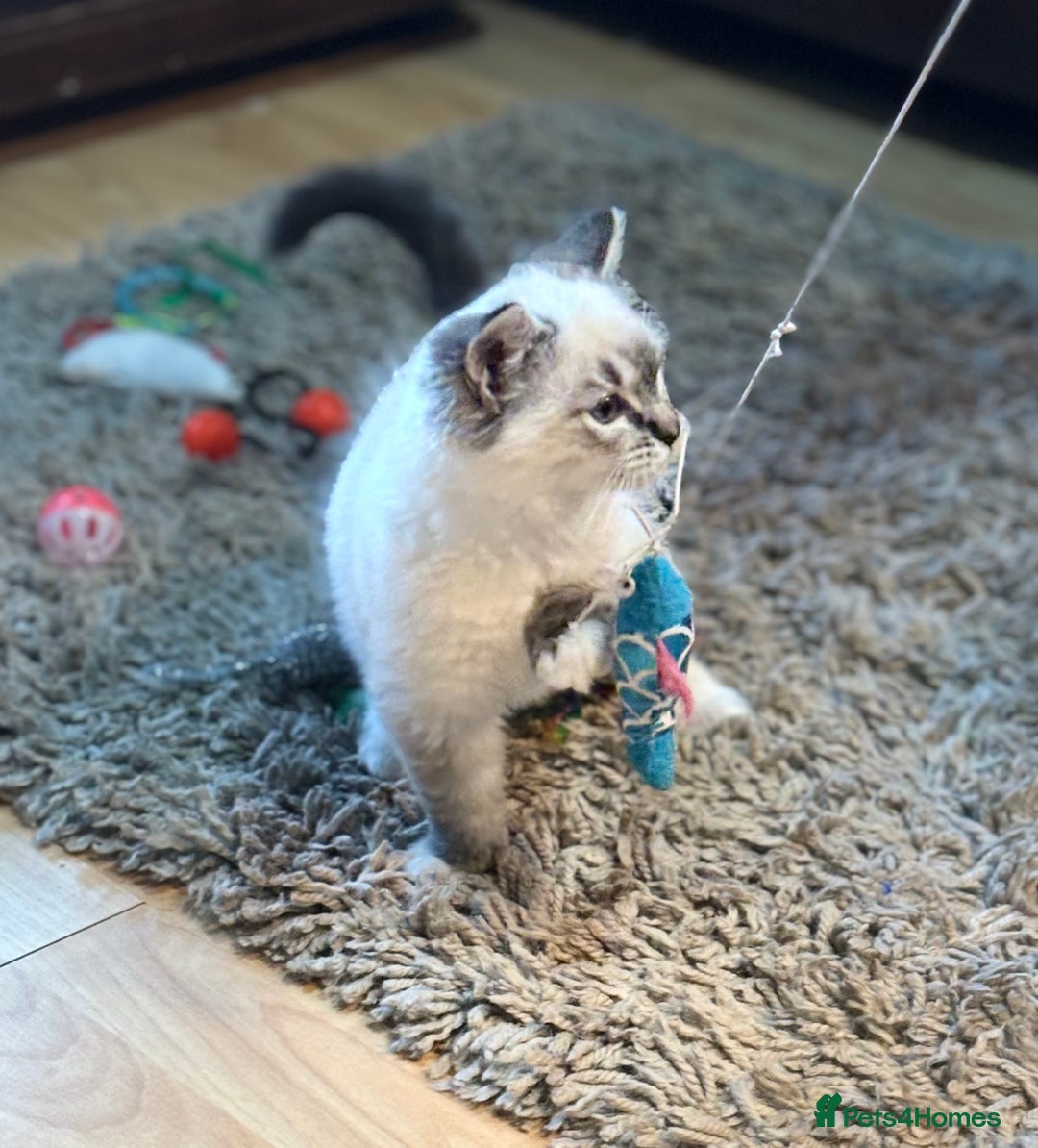 Ragdoll cats for sale: Stunning Ragdoll kittens available now - Advert 16