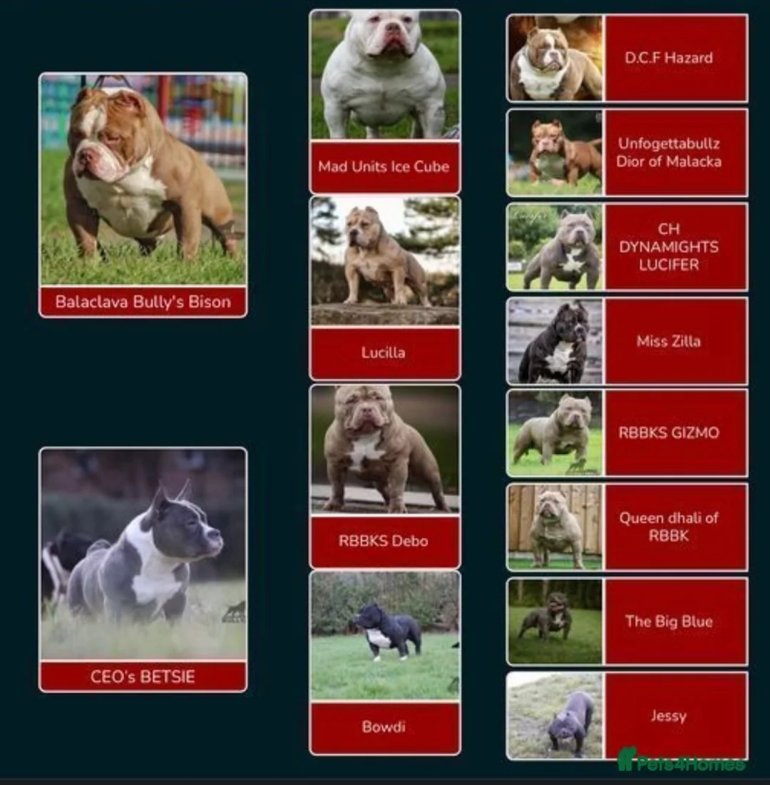 American Bully dogs for stud: American bully pocket - Advert 10