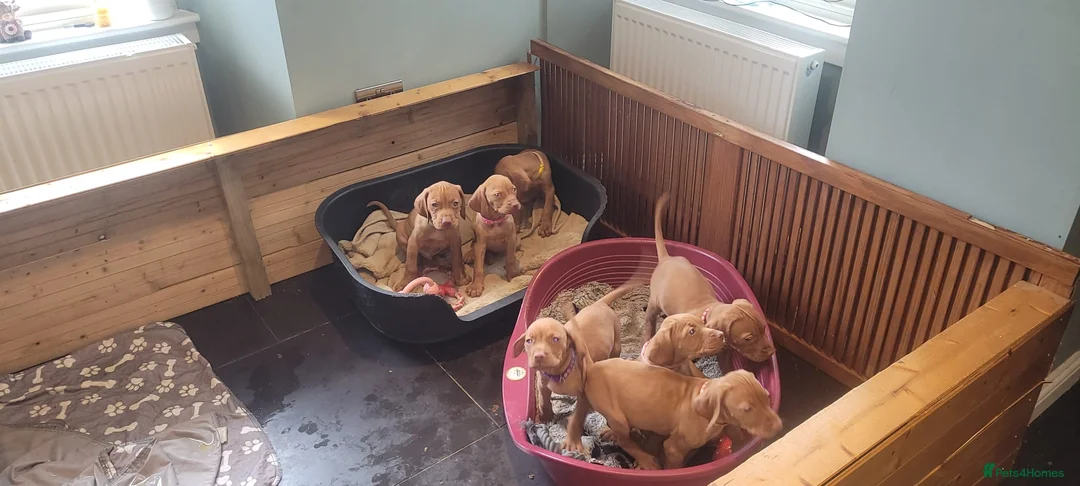 Hungarian Vizsla dogs for sale: Hungarian vizsla puppies  - Advert 2