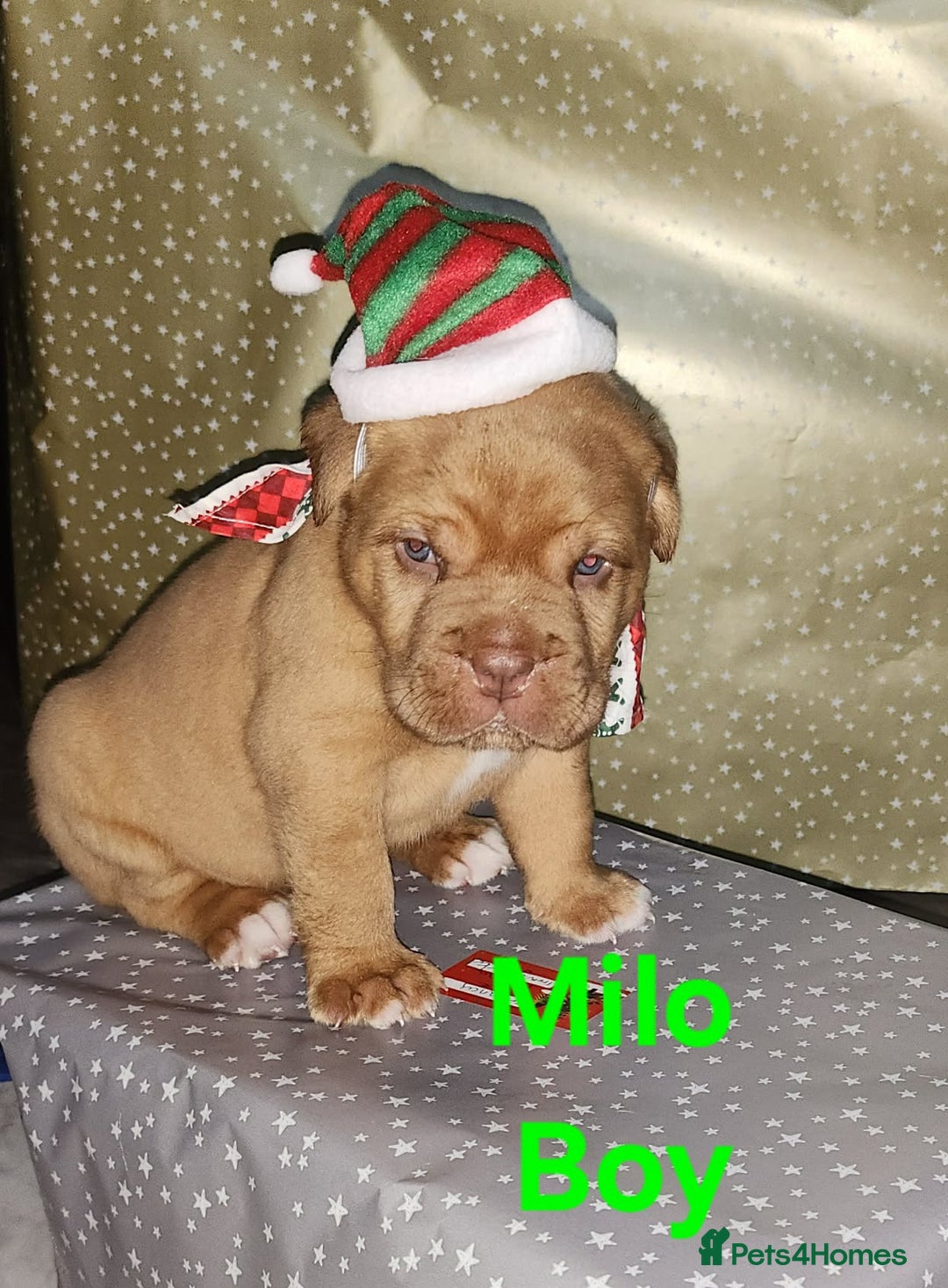 Dogue De Bordeaux dogs for sale: Dogue DeBordeaux puppies, 7males,2female - Advert 5