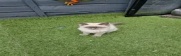 Ragdoll cats for sale: GCCF Registered Ragdoll Kittens  - Advert 5