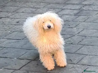 Miniature Poodle dogs Miniature poodle - Advert 4