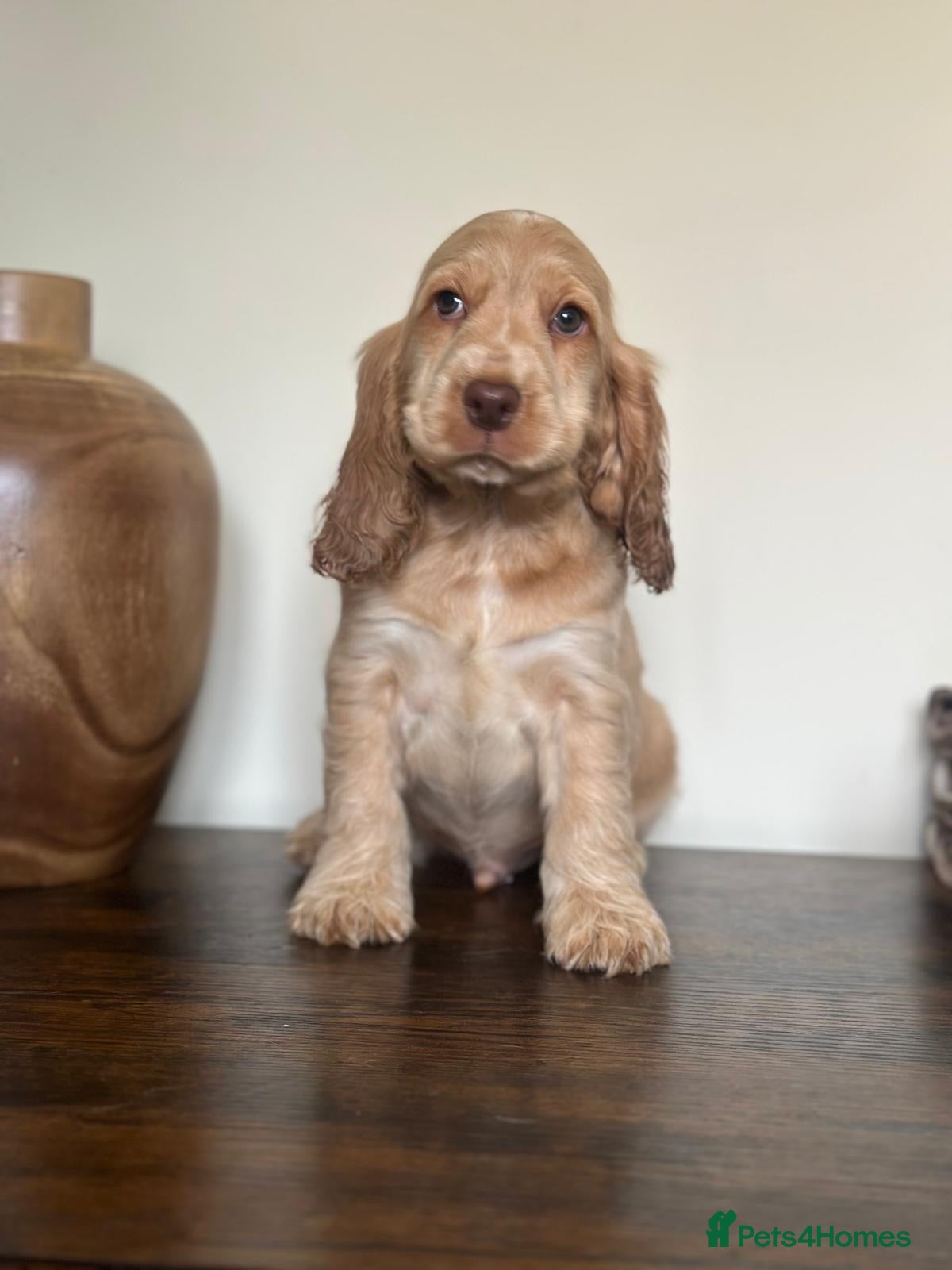Cocker Spaniel dogs Show type cocker spaniel  - Advert 1