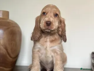 Cocker Spaniel dogs Show type cocker spaniel - Advert 2