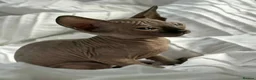 Sphynx cats for sale: Sfinx - Advert 2