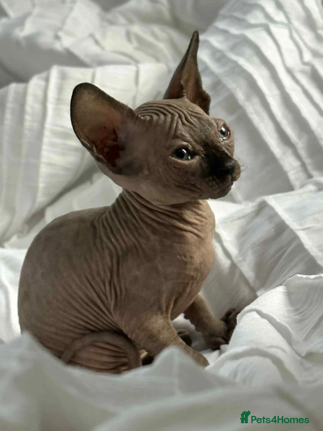 Sphynx cats for sale: Sfinx - Advert 2
