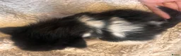 Mixed Breed cats for sale: Beautiful fluffy kittens  - Advert 5