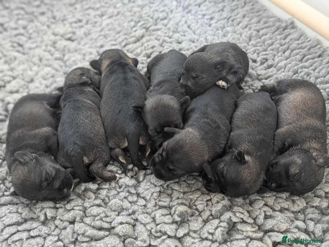 Miniature Schnauzer dogs for sale: Champion Show line Health Tested Puppies - Advert 2