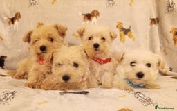 West Highland Terrier dogs for sale: Westiepoo puppies  - Image 6
