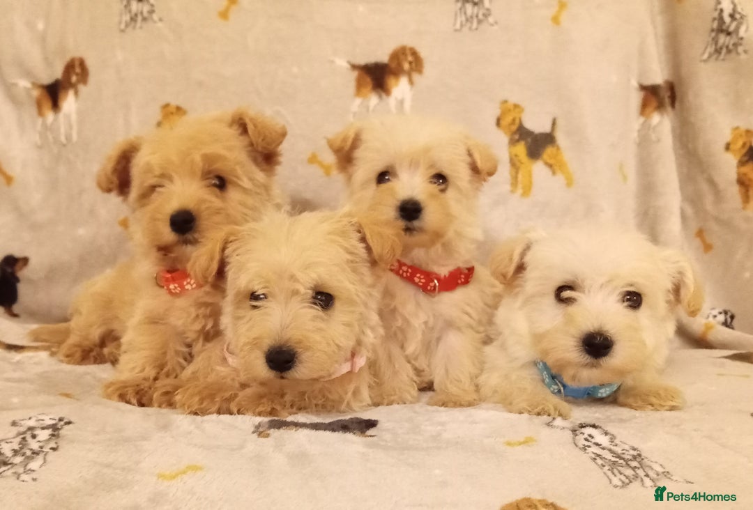 West Highland Terrier dogs for sale: Westiepoo puppies  - Image 6