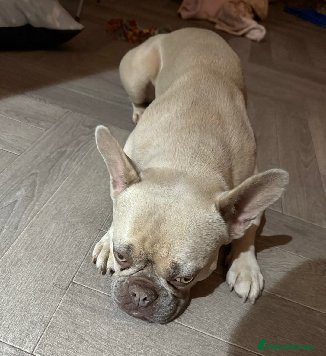 French Bulldog dogs for sale: 3yr old French bulldog - Image 3
