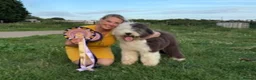 Old English Sheepdog dogs for sale: Fully health tested, KC registered OES - Advert 1