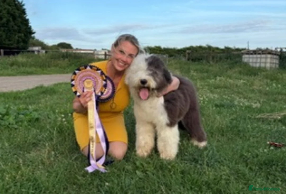 Old English Sheepdog dogs for sale: Fully health tested, KC registered OES - Advert 1