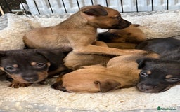Mixed Breed dogs for sale: Mixed German Shepard ridgeback  - Image 8