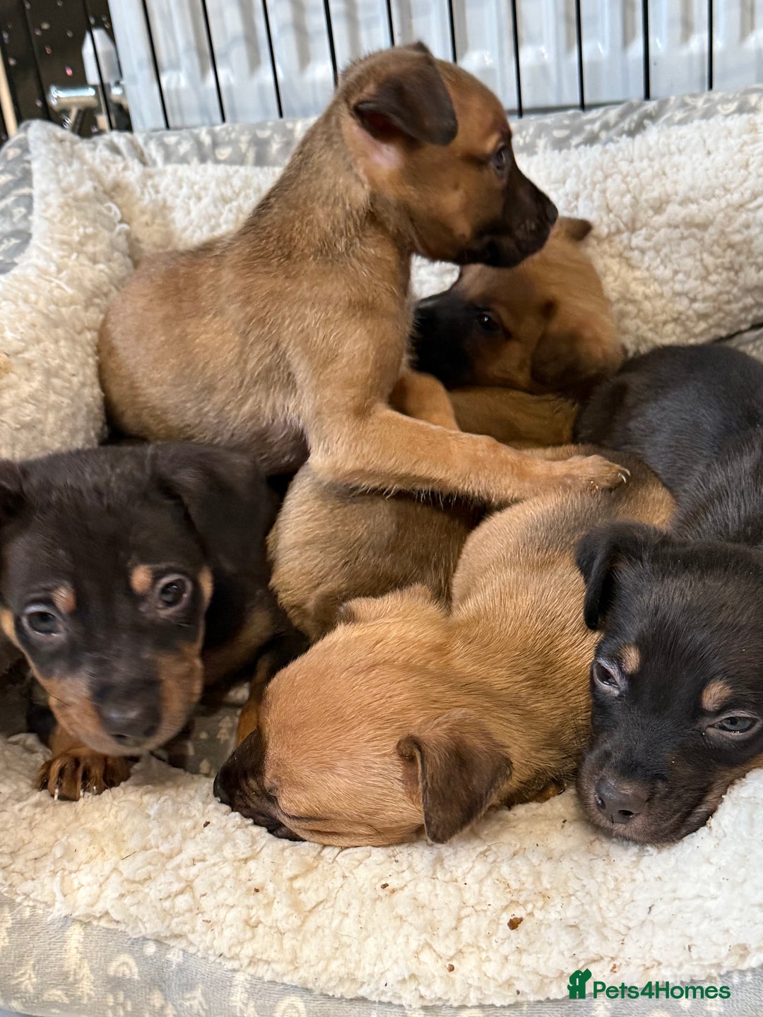 Mixed Breed dogs for sale: Mixed German Shepard ridgeback  - Image 8