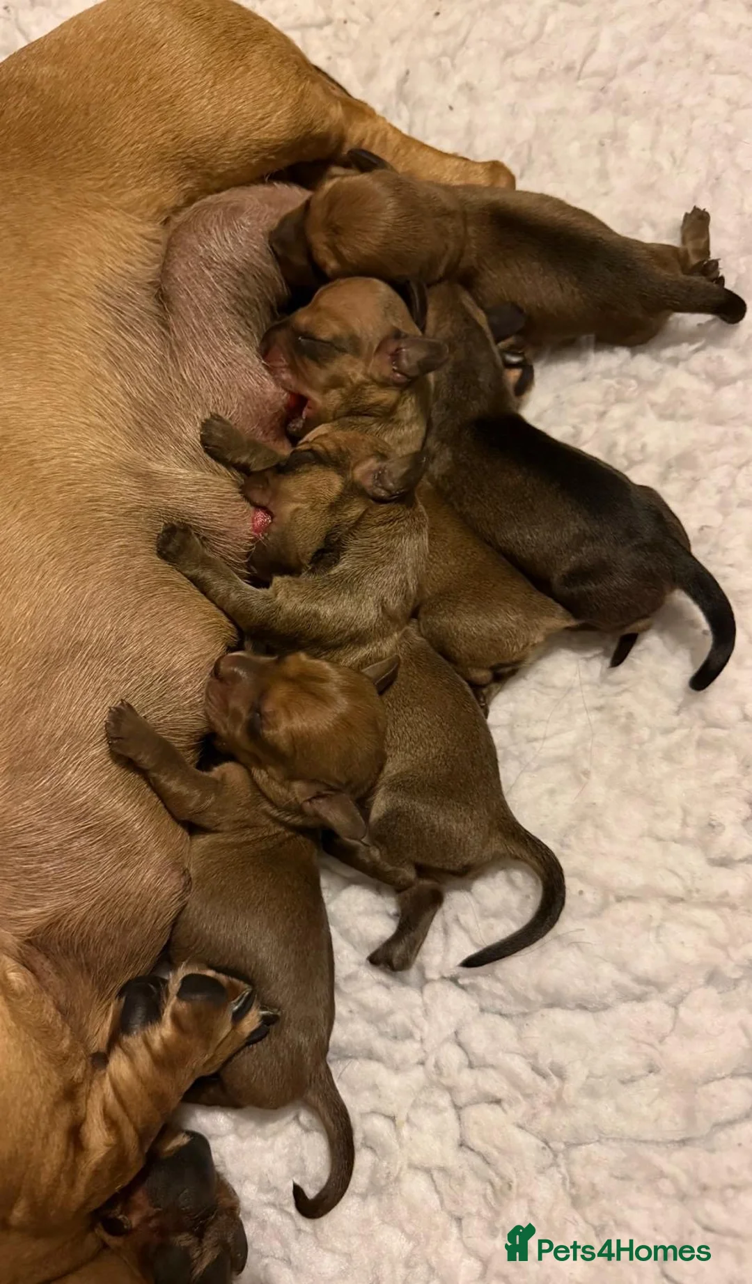 Miniature Dachshund dogs for stud: Kc reg pra clear  mini smooth.  - Advert 7