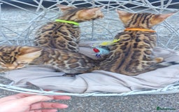 Bengal cats for sale: 3 Gorgeous Bengals kittens 😻😻❤️❤️❤️ - Image 26