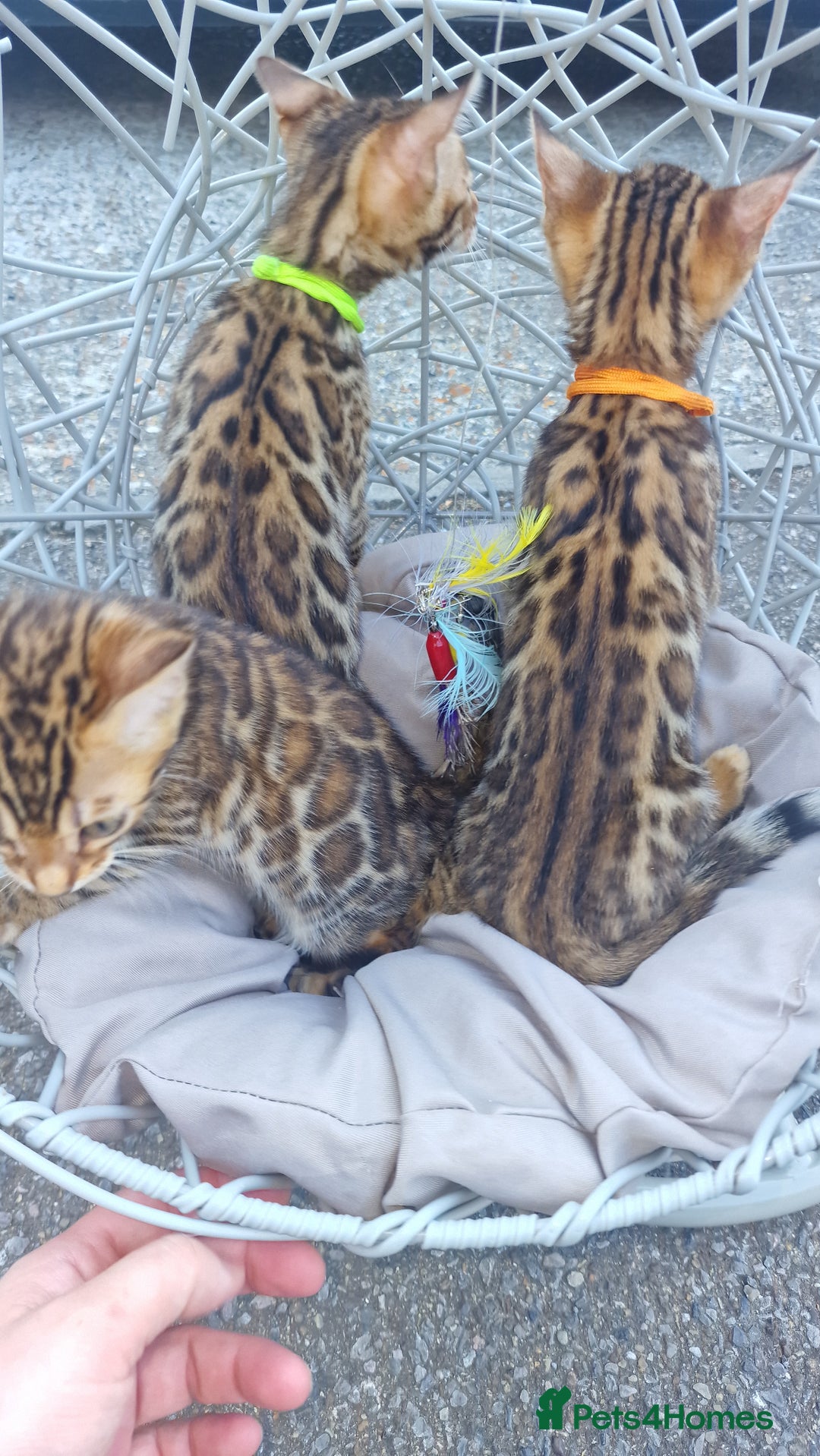 Bengal cats for sale: 3 Gorgeous Bengals kittens 😻😻❤️❤️❤️ - Image 26