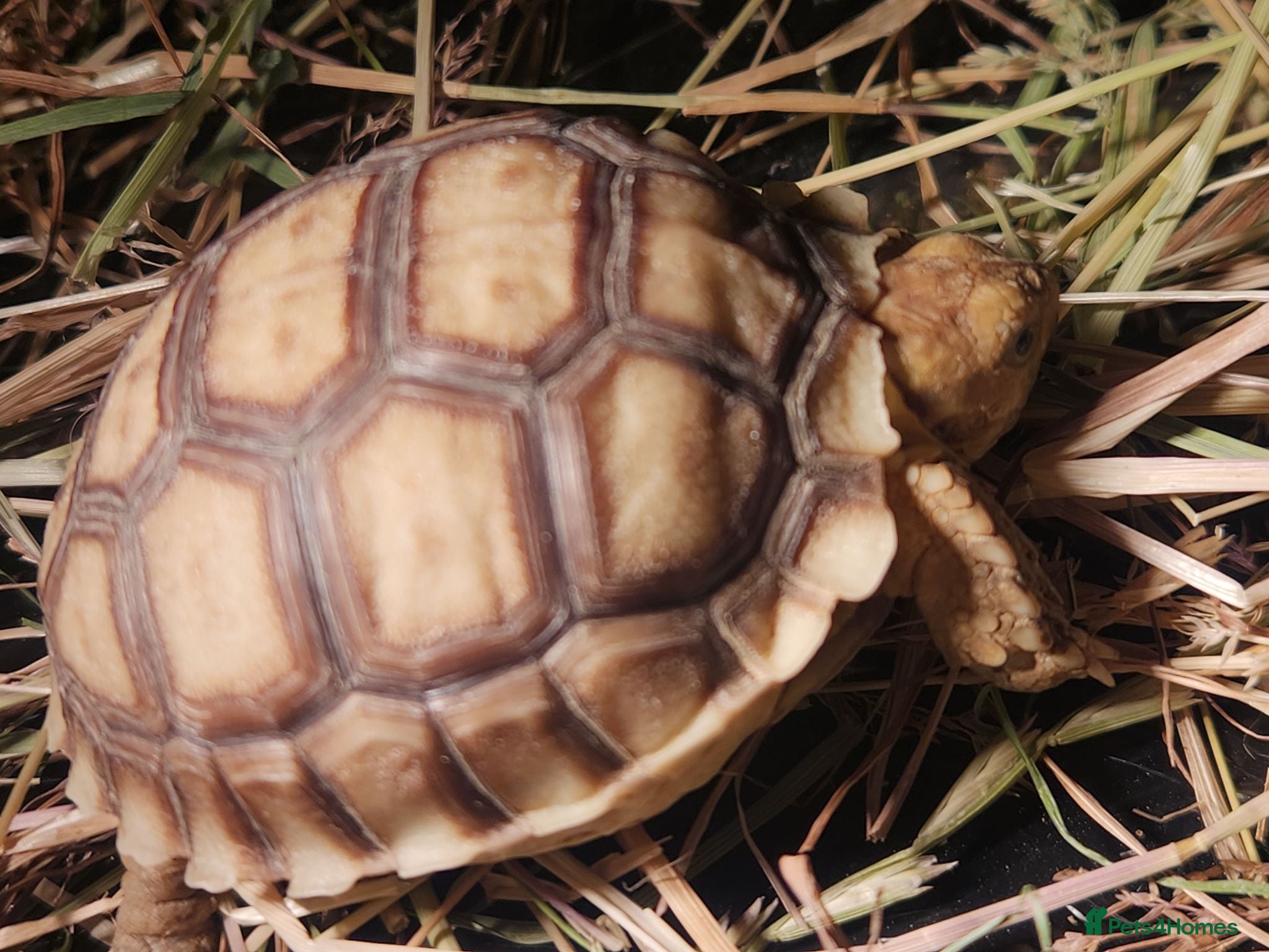 Tortoise reptiles Sulcat ttortois - Advert 1