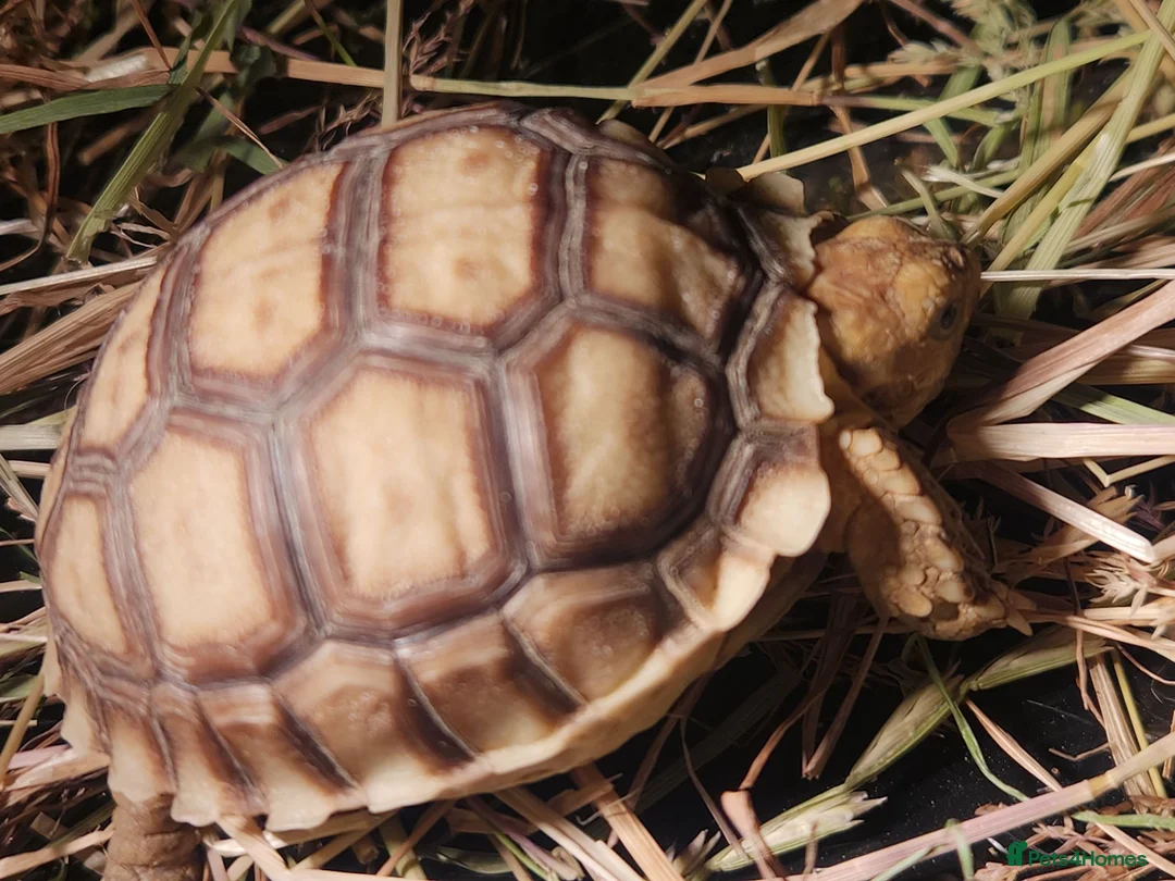 Tortoise reptiles for sale: Sulcat ttortois in Leicester - Advert 1