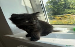 Persian cats for sale: Persian BSH kittens ready next weekend - Image 14