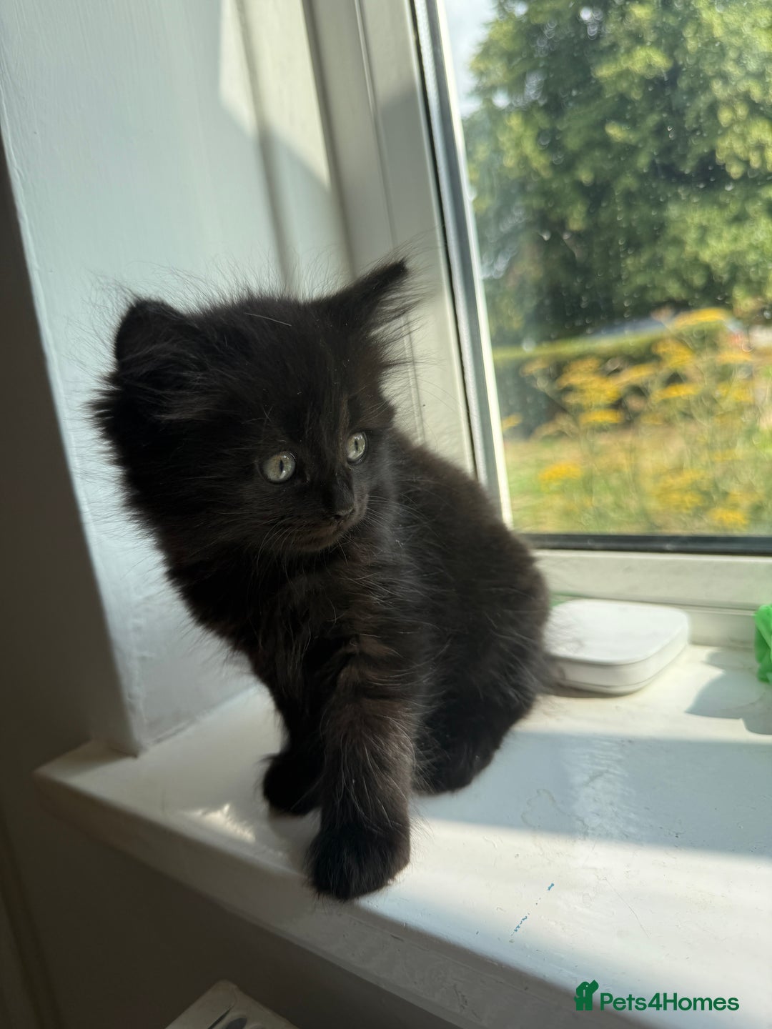Persian cats for sale: Persian BSH kittens ready next weekend - Image 14